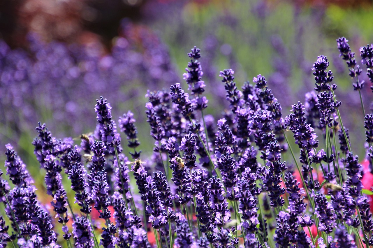 How to Grow Lavender for Scent and Beauty